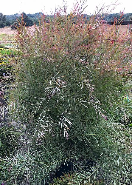 Acacia iteaphylla - Willow wattle