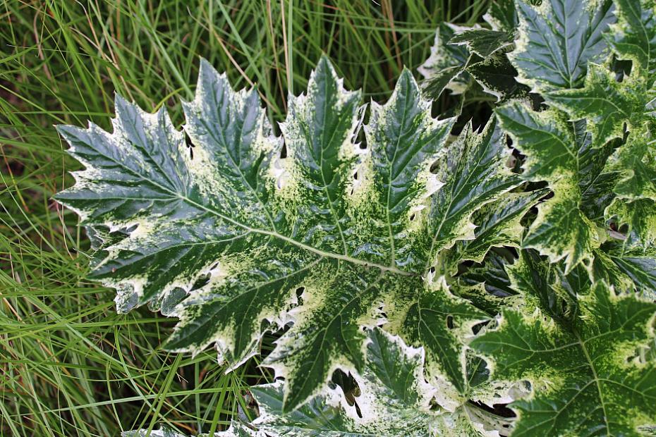 Acanthus 'Whitewater' - Bear's Breeches
