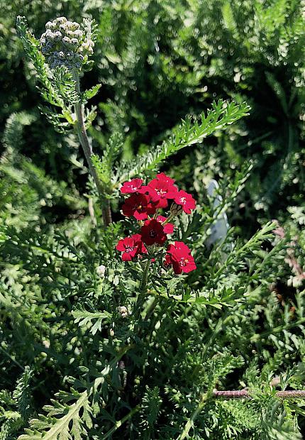 Achillea millefolium 'New Vintage Red' - Yarrow