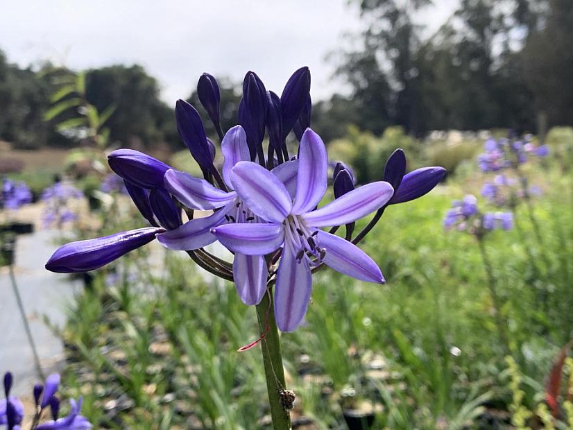 Agapanthus ‘Lilliput’ - Lily of the Nile