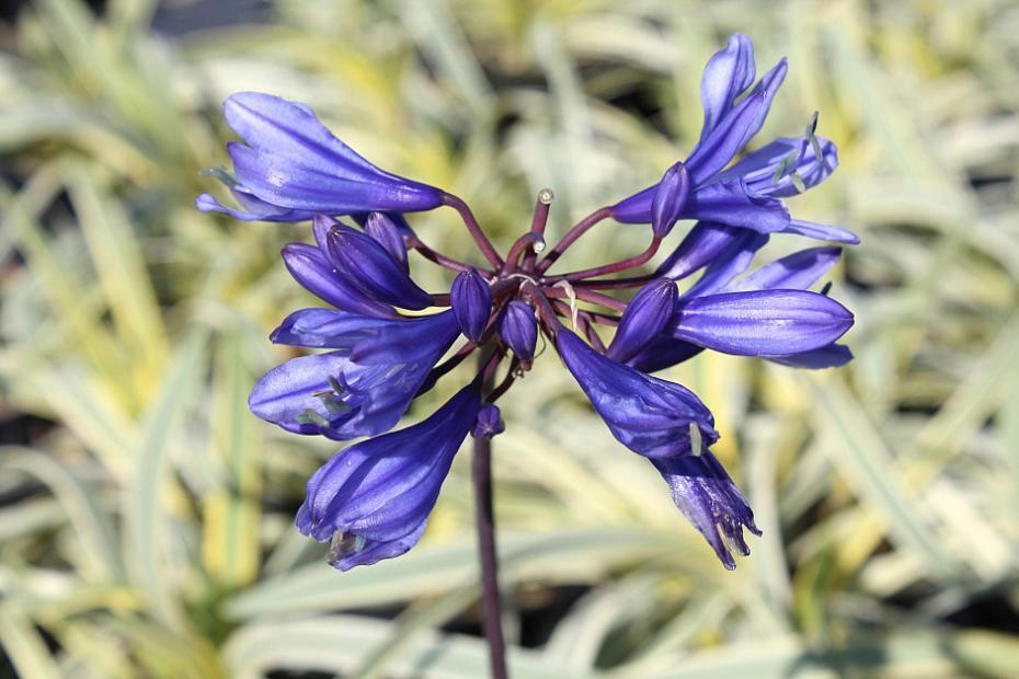 Agapanthus 'Gold Strike' - Lily of the Nile
