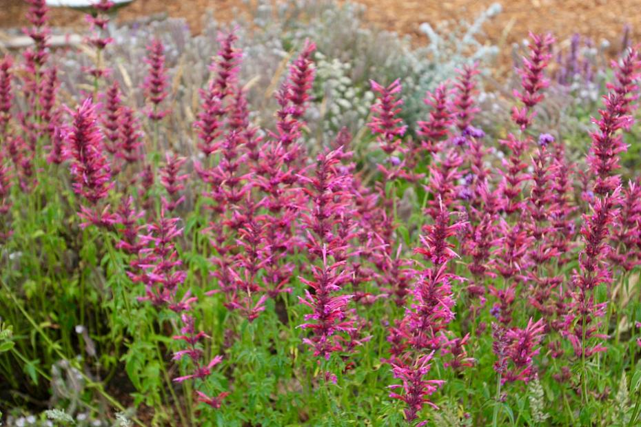 Agastache 'Rosy Giant' - Giant hyssop