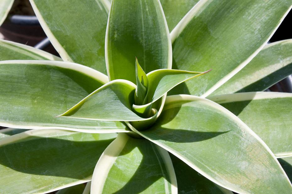 Agave attenuata 'Ray of Light' - Agave