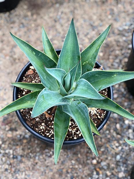 Agave 'Blue Flame' - Blue flame agave