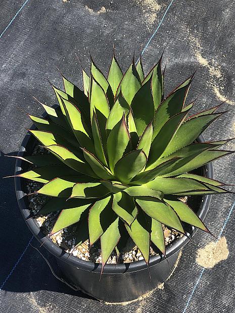 Agave 'Green Glow' - Agave