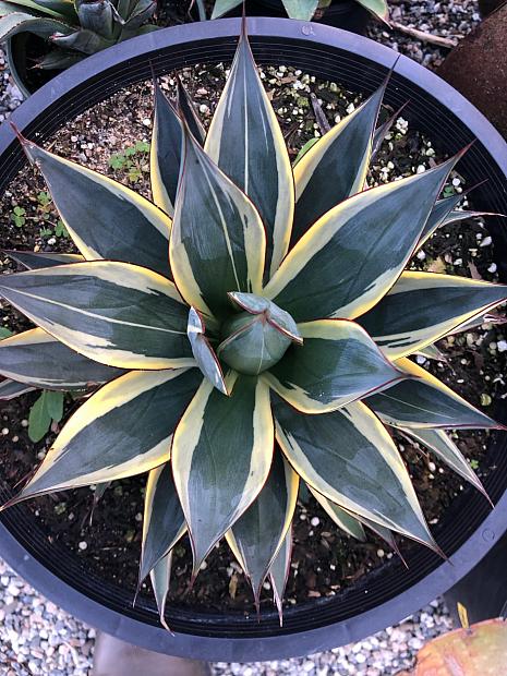 Agave 'Snow Glow' - Agave
