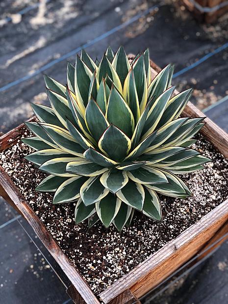 Agave 'Snow Glow' - Agave