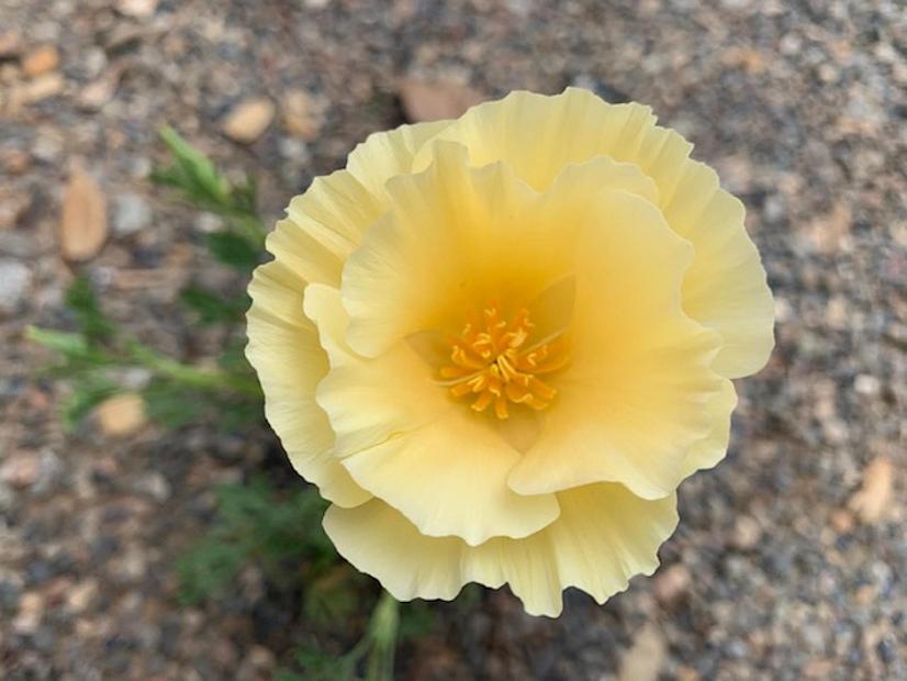 Eschscholzia californica 'Alba' - California poppy