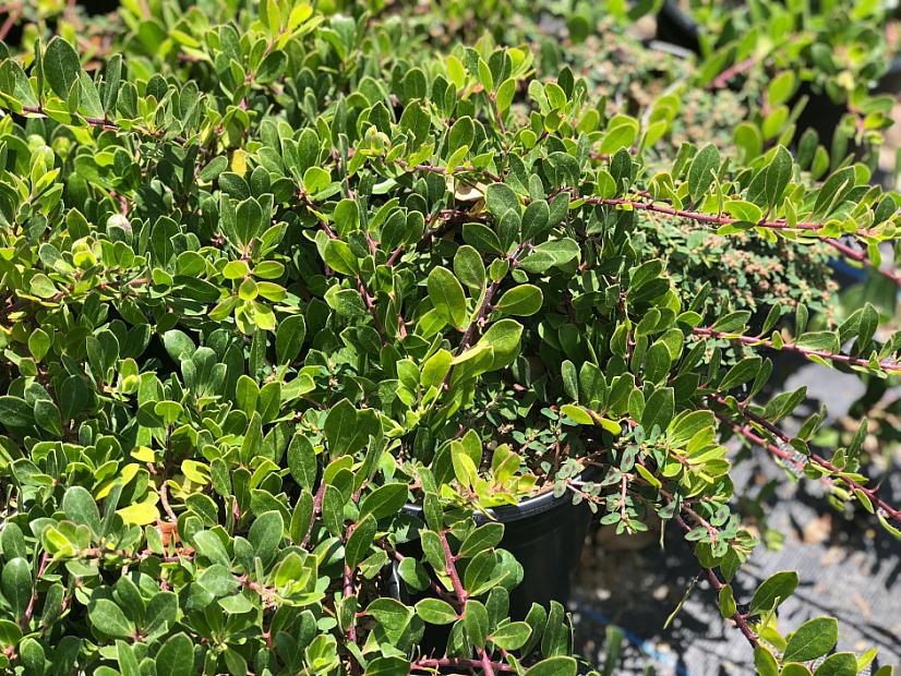 Arctostaphylos uva-ursi ‘Green Supreme’ - Green Supreme bearberry