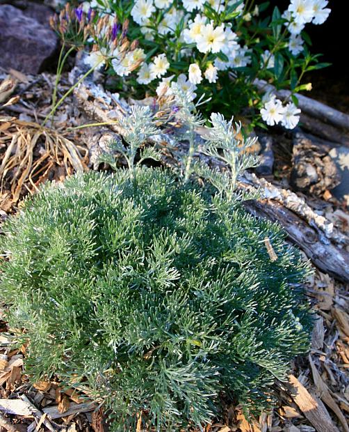 Artemisia pycnocephala 'David's Choice' - Coastal sagebrush