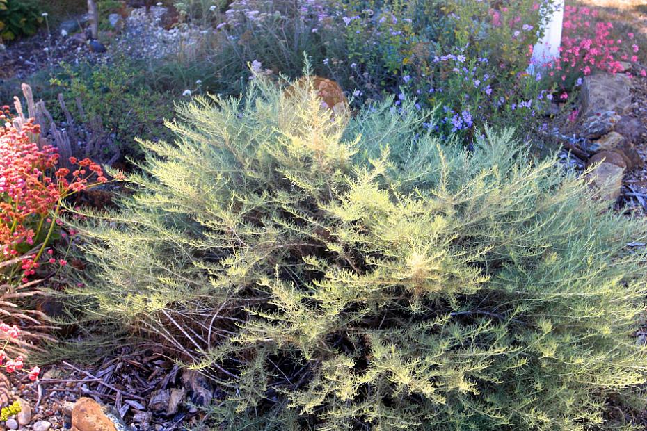 Artemisia californica ‘Montara’ - California sagebrush