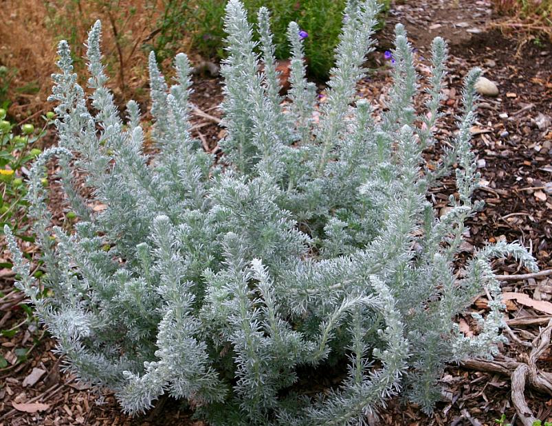 Artemisia pycnocephala - Coastal sagebrush