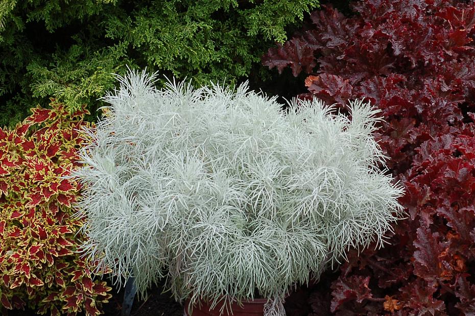 Artemisia mauiensis Makana™ 'Silver' - Maui wormwood