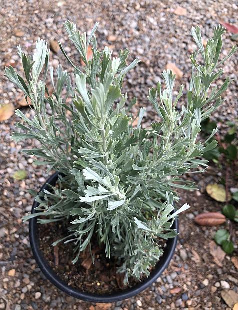 Artemisia tridentata - Sage brush