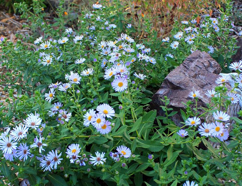 Aster chilensis ‘Point St. George’ - Beach daisy