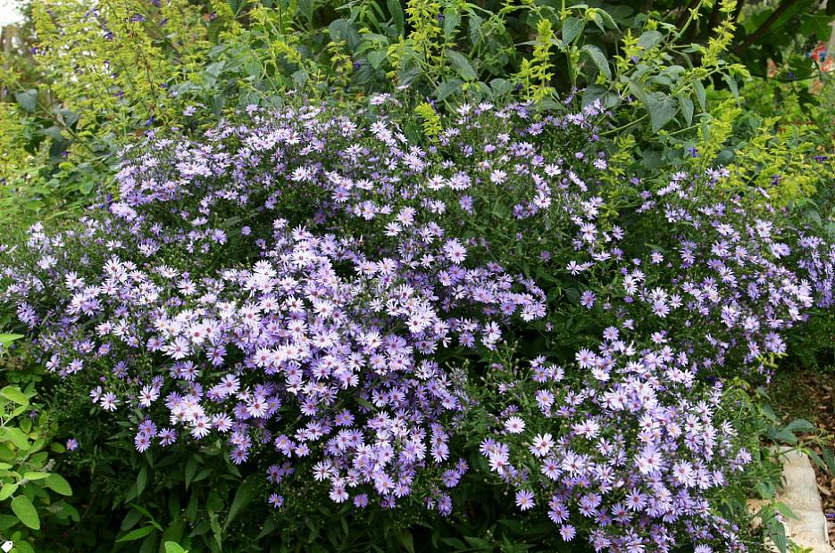 Aster ‘Little Carlow’ - Aster