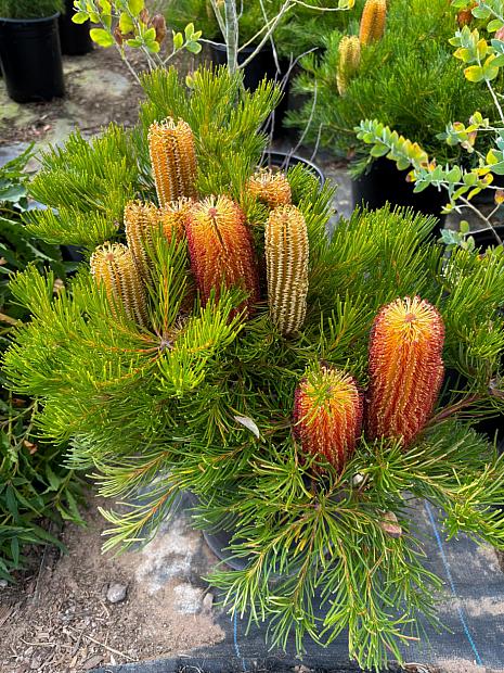 Banksia spinulosa - Hairpin banksia
