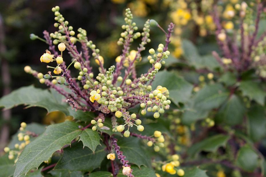 Berberis aquifolium 'Golden Abundance' - Oregon grape