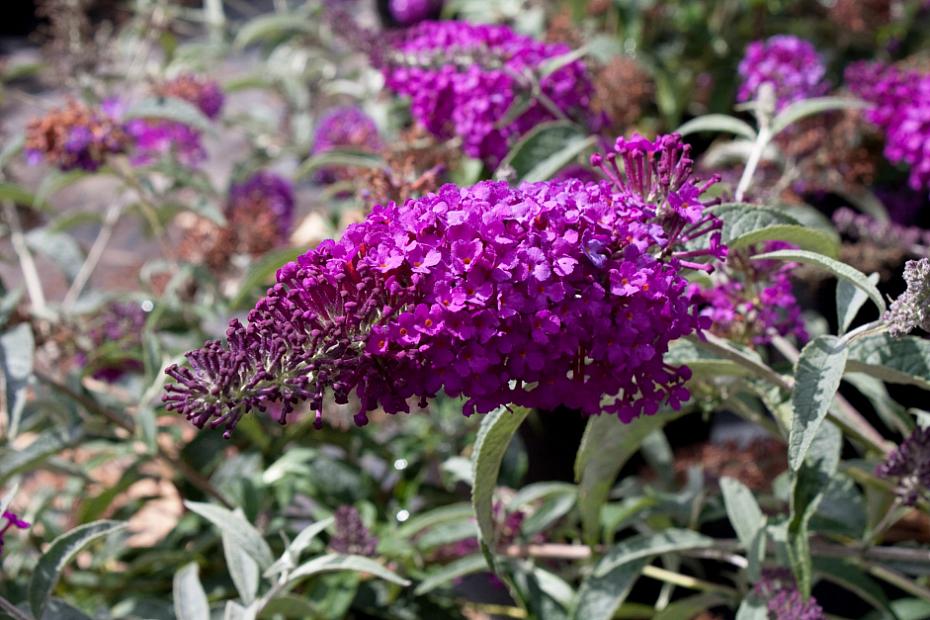 Buddleja 'Buzz™ Pink Purple' - Butterfly bush