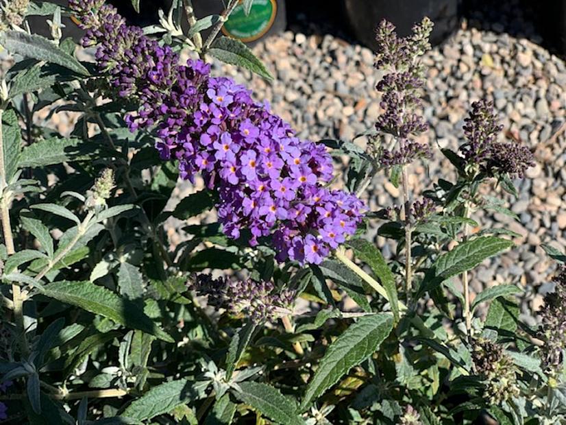 Buddleja Buzz™ 'Lavender' - Butterfly bush
