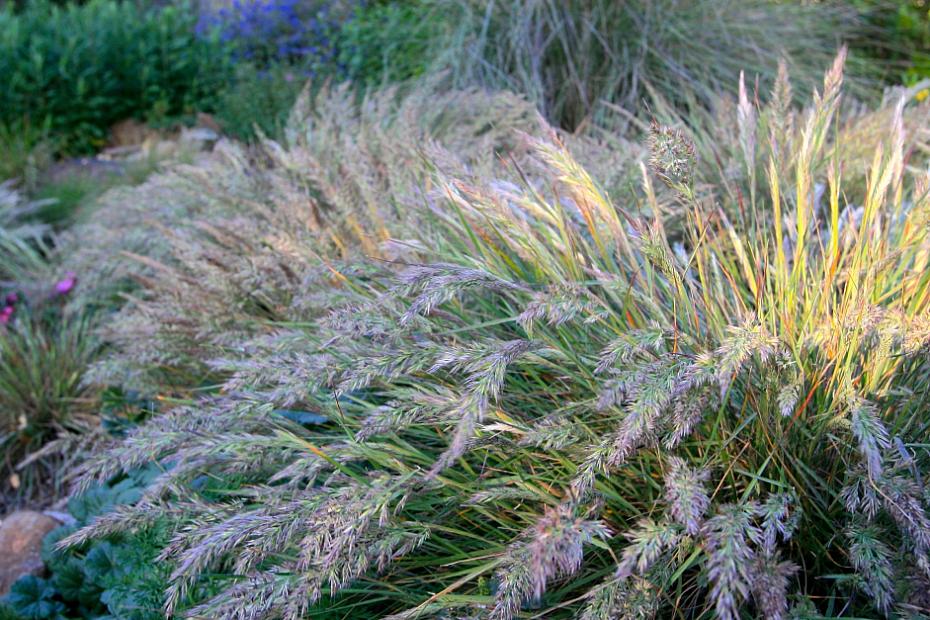 Calamagrostis foliosa - Cape Mendocino reed grass