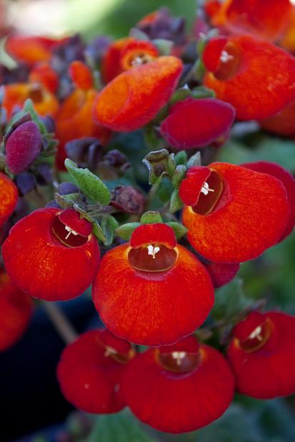 Calceolaria integrifolia 'Brigra Orange' - Slipper flower