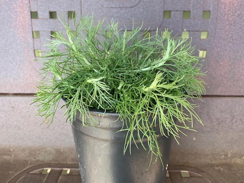 Artemisia californica ‘Canyon Gray’ - California sagebrush