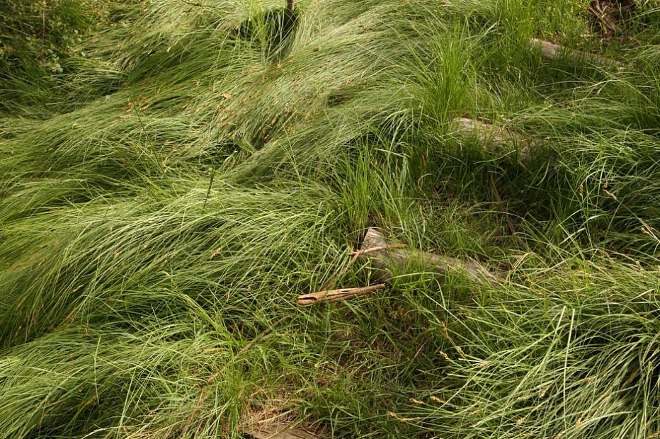 Carex pansa - California meadow sedge