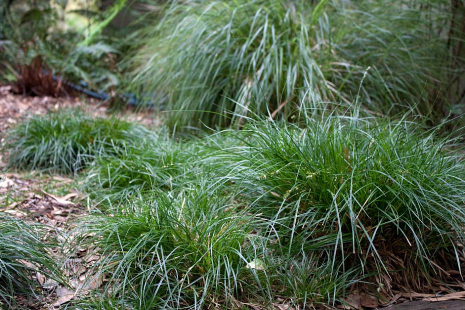 Carex divulsa 'Westfield' - Berkeley sedge