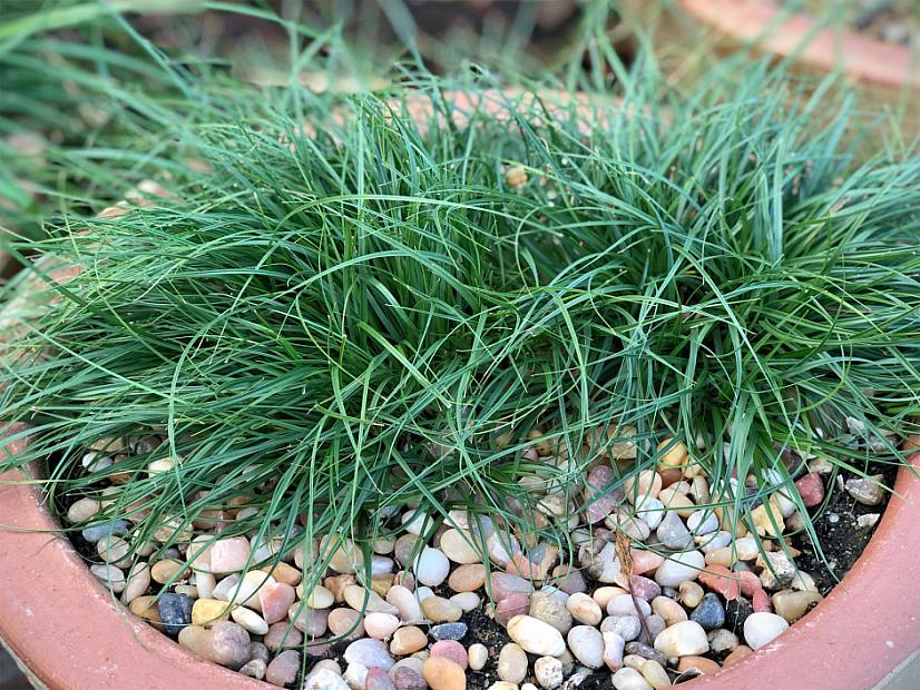 Carex praegracilis 'Chisai' - Fine California field sedge