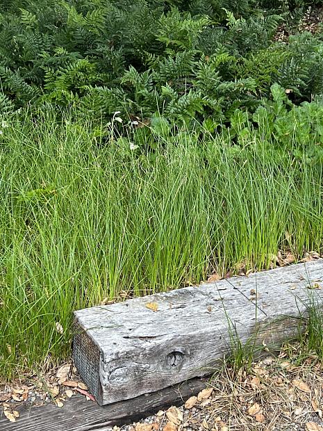 Carex subfusca - Sedge