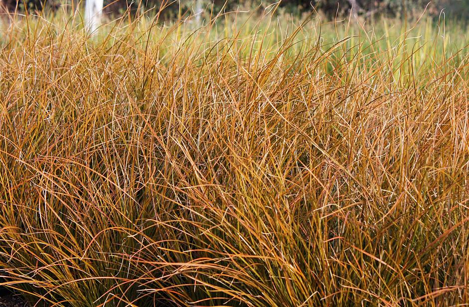 Carex testacea - Orange New Zealand sedge