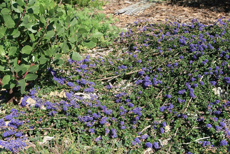 Ceanothus ‘Centennial’ - California lilac