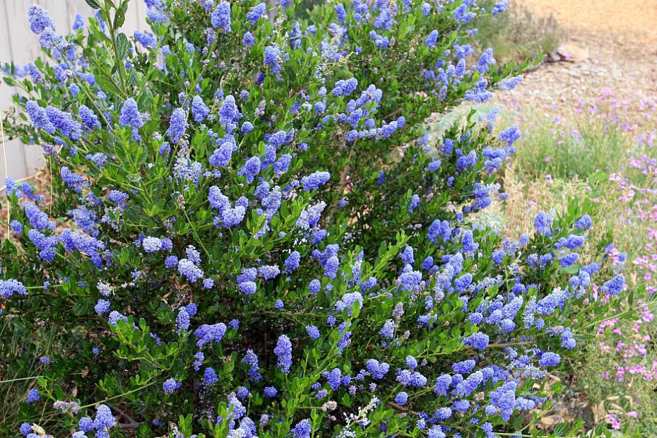 Ceanothus thyrsiflorus ‘Skylark’ - Blue blossom