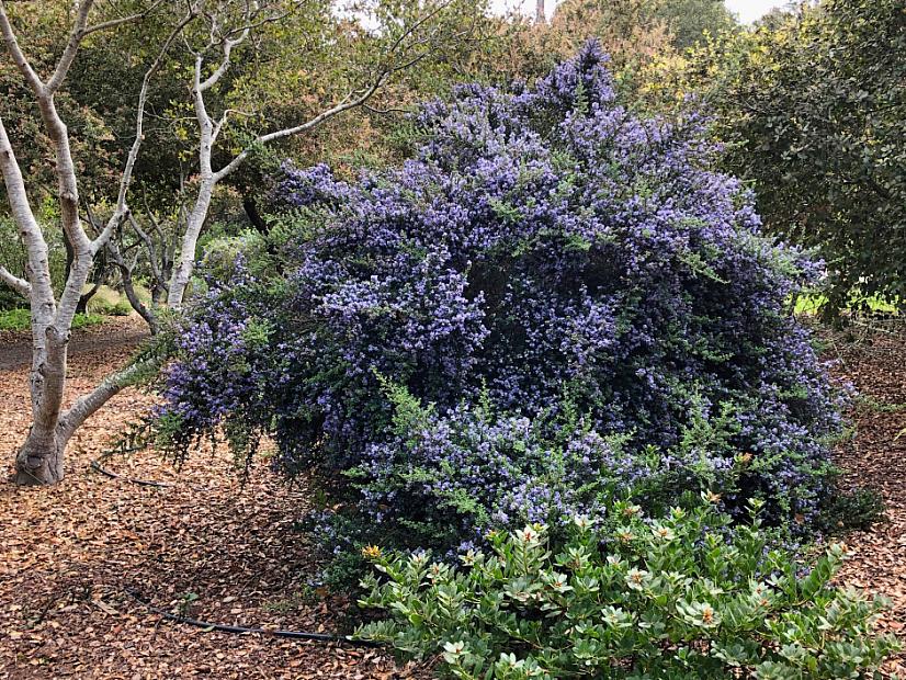 Ceanothus 'Ebbets Field' - California lilac