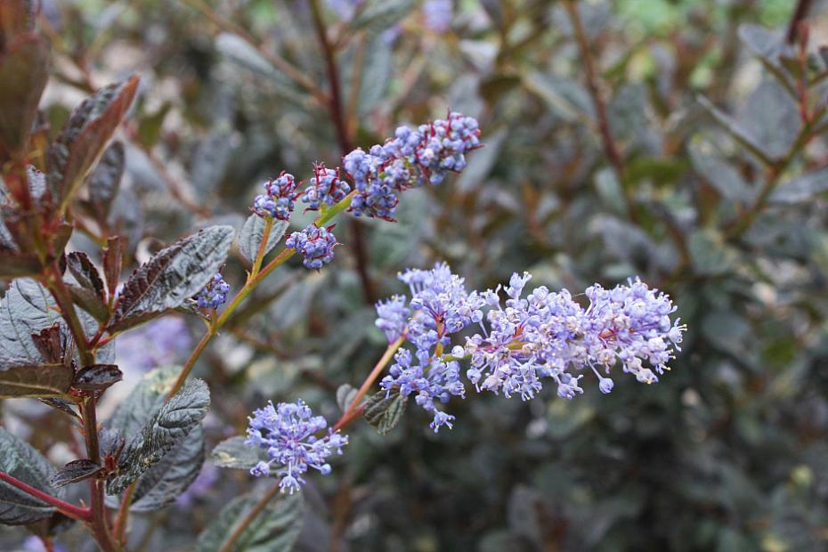 Ceanothus 'Tuxedo' - California lilac