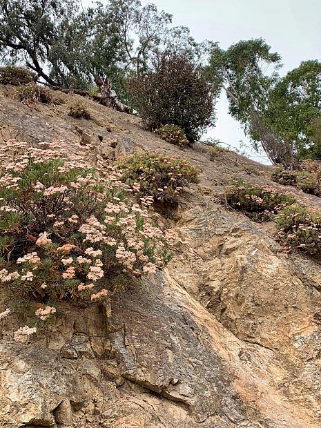 Eriogonum arborescens - Santa Cruz Island buckwheat