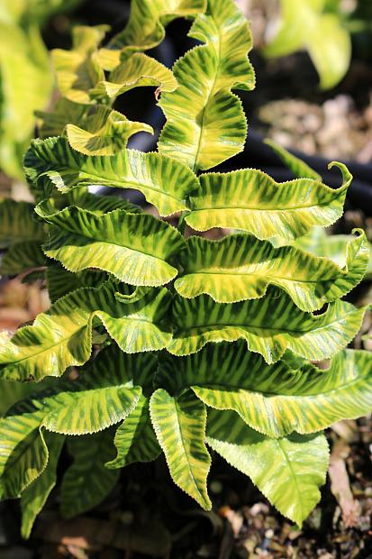 Coniogramme emeiensis 'Golden Zebra' | Native Sons Wholesale Nursery
