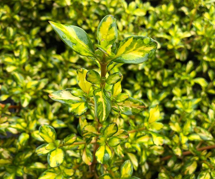 Coprosma 'Lemon and Lime' - Mirror bush