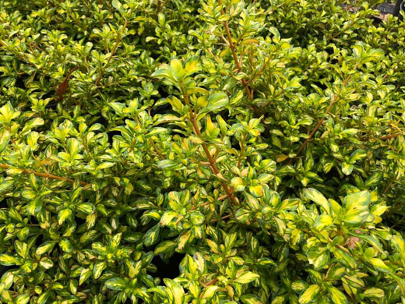 Coprosma 'Lemon and Lime' - Mirror bush