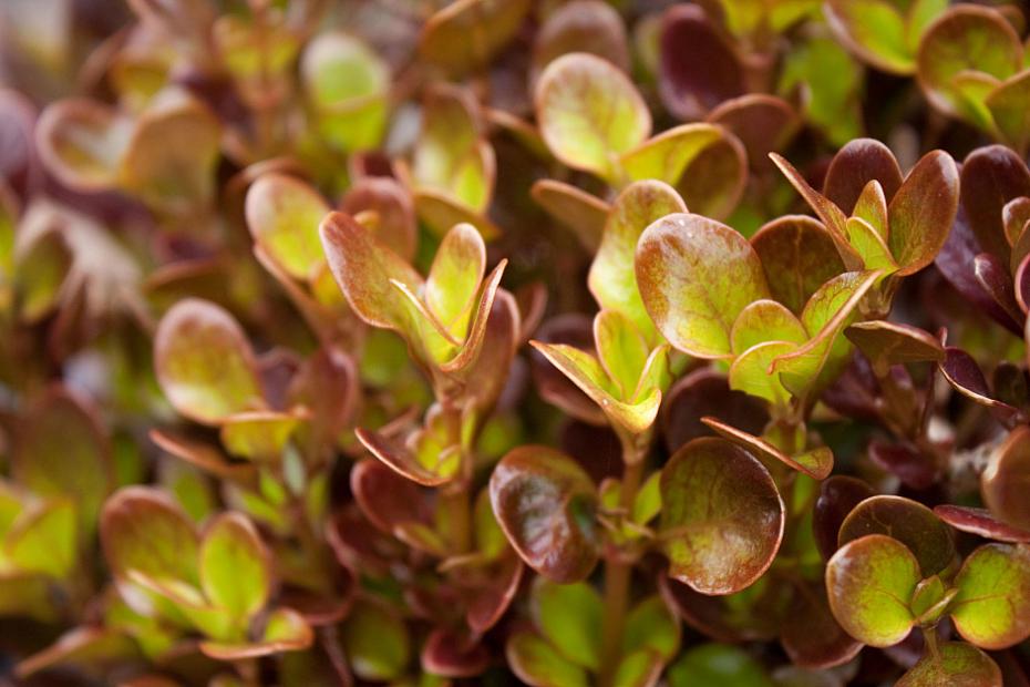 Coprosma repens 'County Park Red' - Mirror plant