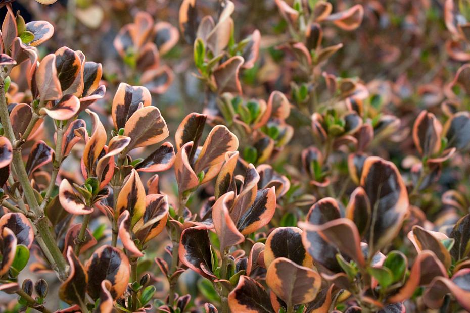 Coprosma repens 'Pink Splendour' - Mirror plant