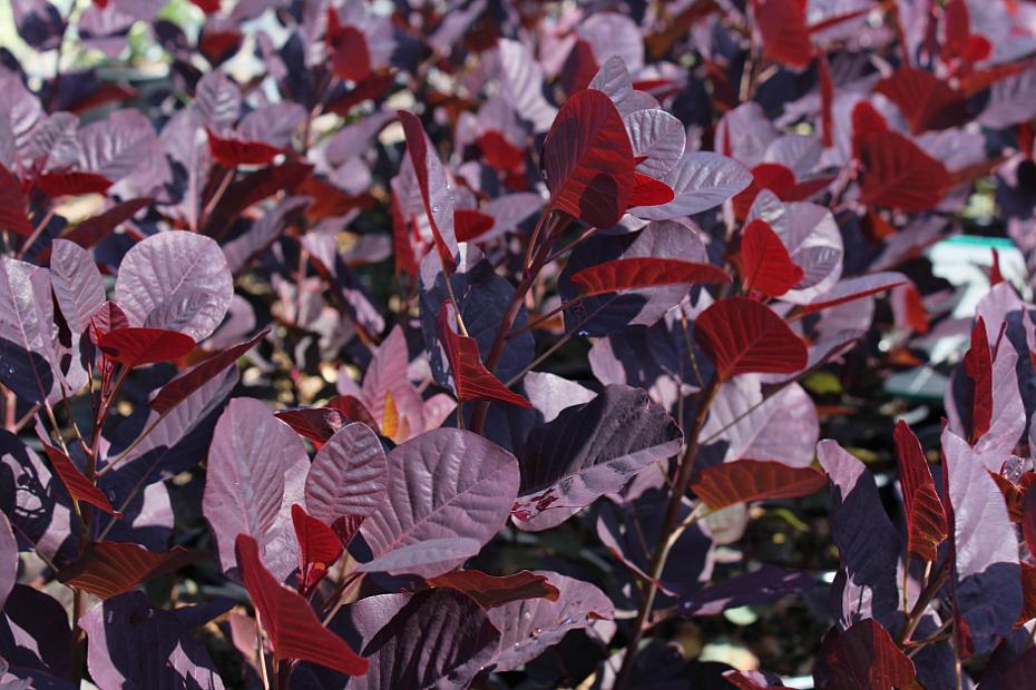 Cotinus coggygria ‘Royal Purple’ - Smoke tree