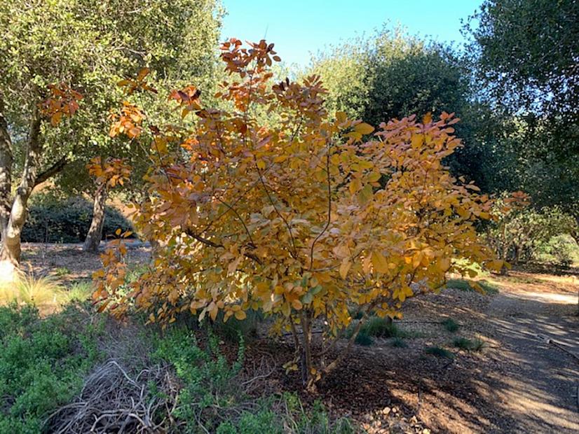 Cotinus 'Grace' - Smoke tree