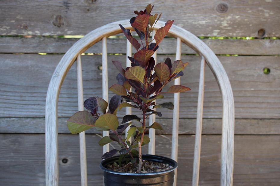 Cotinus coggygria ‘Royal Purple’ - Smoke tree