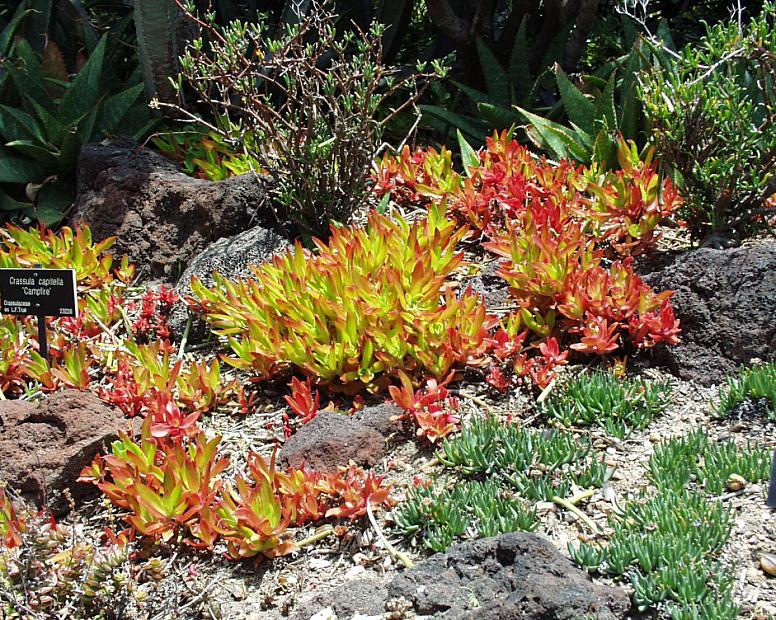 Crassula coccinea 'Campfire' - Crassula