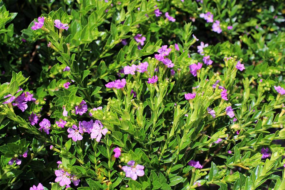 Cuphea hyssopifolia 'Itsy Lilac' - Itsy Bitsy lilac false heather