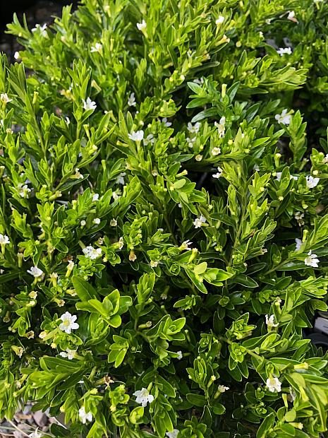 Cuphea hyssopifolia 'Alba' - False heather