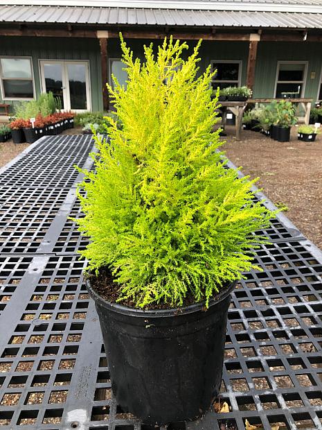 Hesperocyparis macrocarpa 'Goldcrest' - Monterey cypress