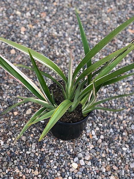 Dianella tasmanica 'Variegata’ - Flax lily